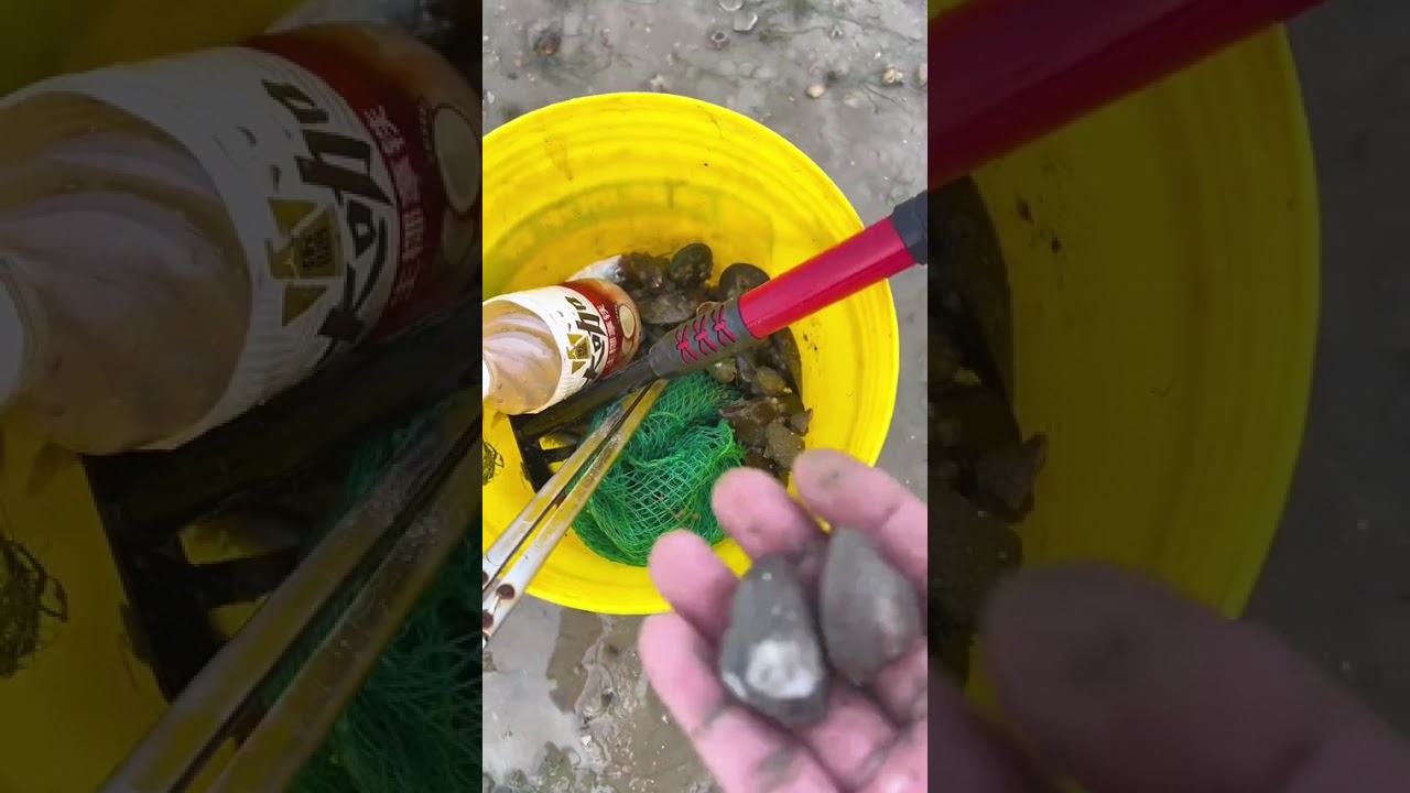 凌晨3:00赶海了，看看能抓到什么，