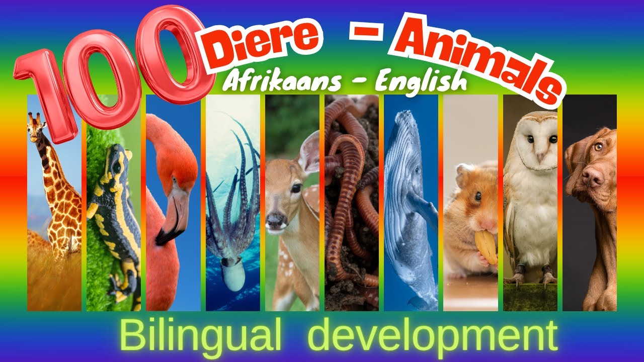 100 Animals in English & Afrikaans! | Bilingual Vocabulary
