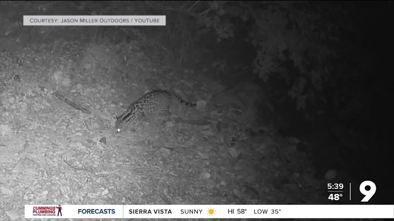 Man records new ocelot