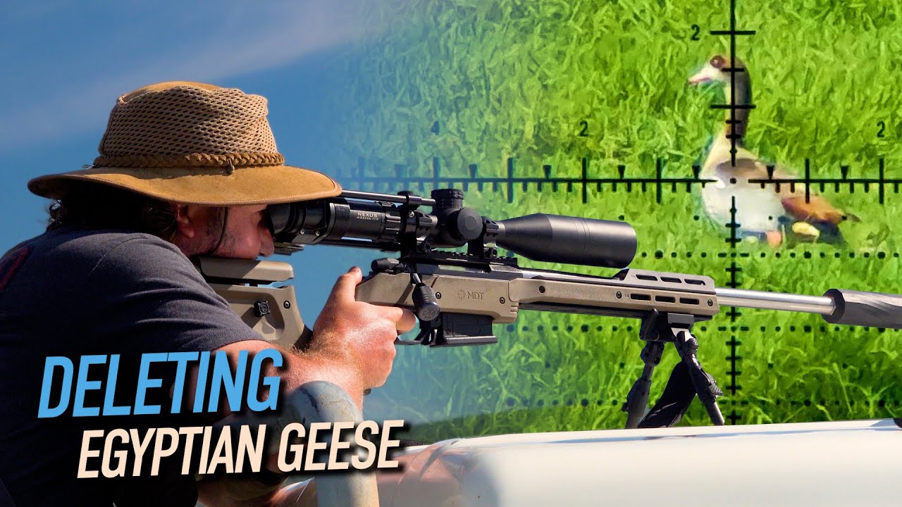 ERADICATING Pest Geese with Suppressed Rifles