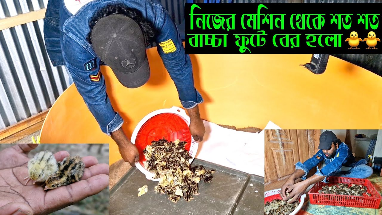 আলহামদুলিল্লাহ নিজের মেশিন থেকে শত শত কোয়েল পাখির বাচ্চা বের হলো। 🐦🐣🐥
