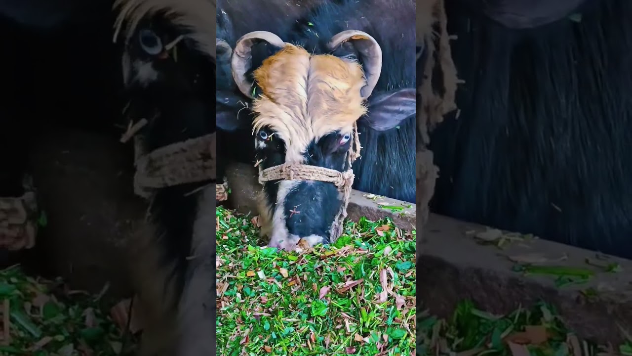 #Neeliravi buffalo