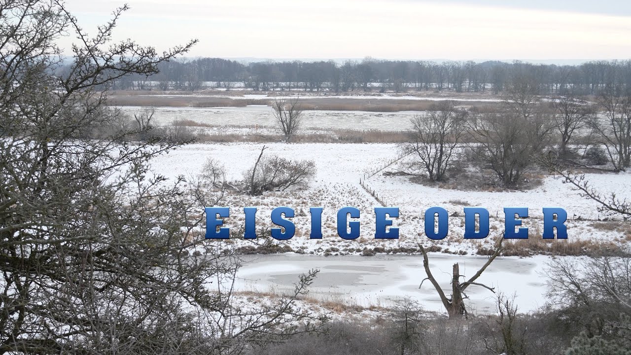 Eisige Oder - von Lebus bis zur Europabrücke / Brieger Gänse