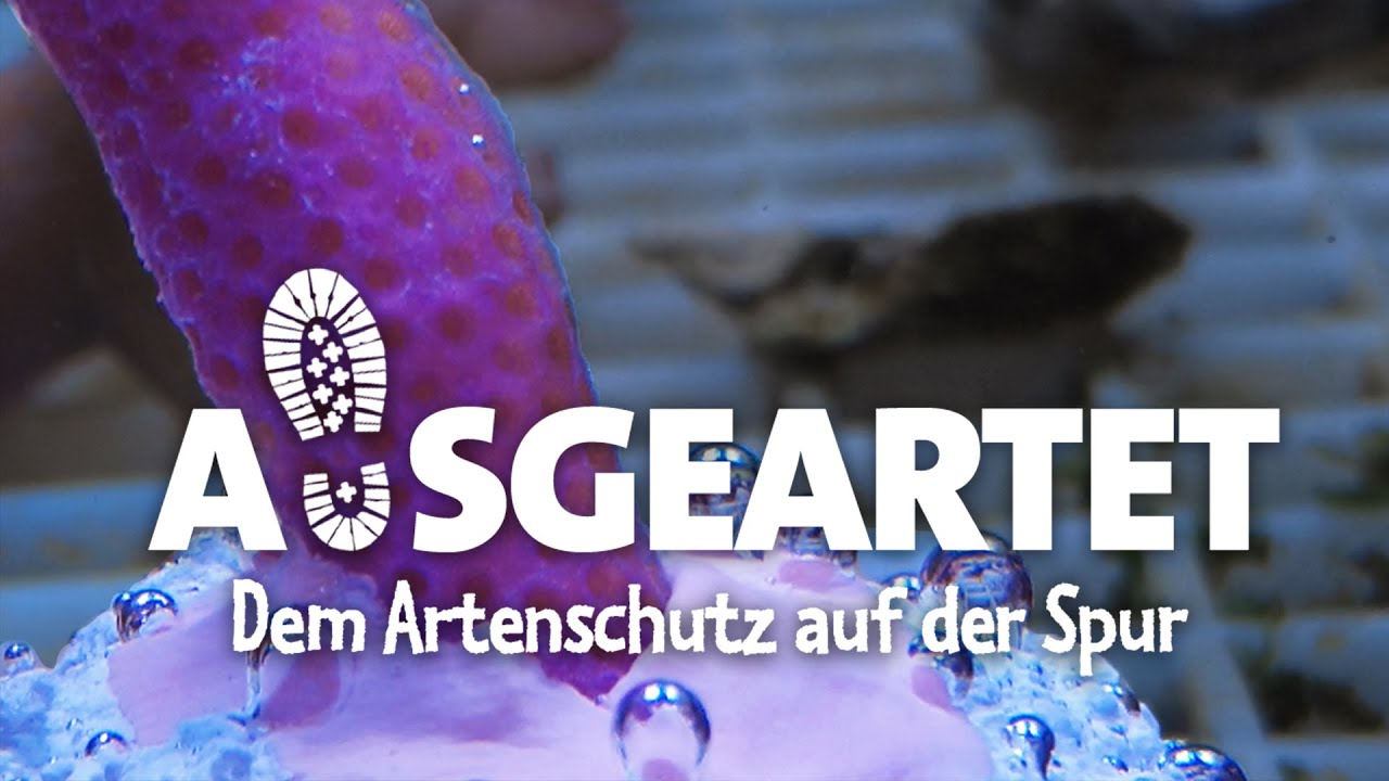 AUSGEARTET - Folge 7: Fragmentation der Steinkorallen