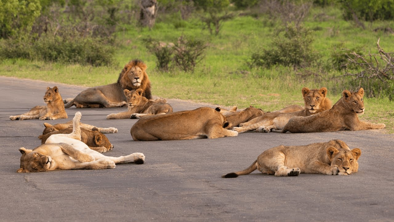 The Biggest Lion Pride I Have Ever Seen in the Kruger National Park!