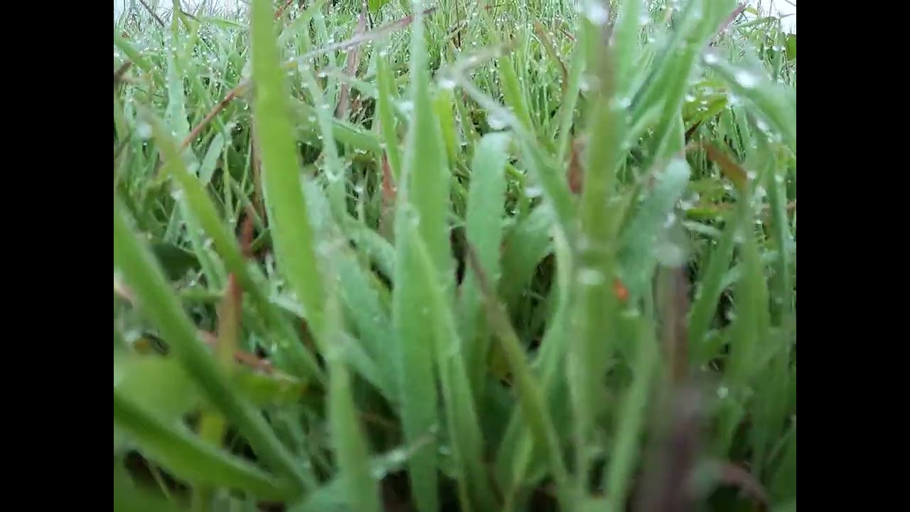 Dew Free Video  | FootageStock | HD Stock Footage No Copyright - Part 91