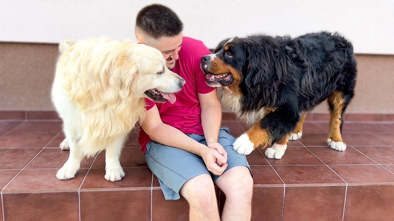 My Dogs Demand Attention!