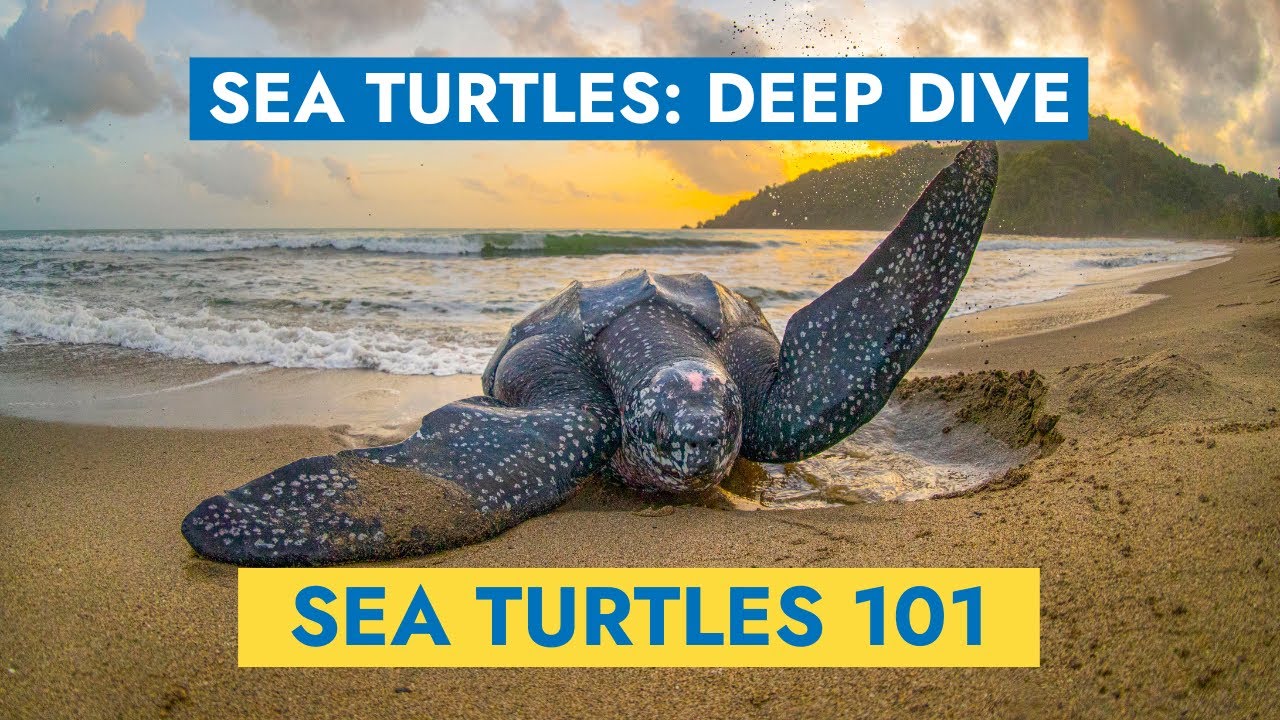 Sea Turtles 101: Learn All About Sea Turtles – Deep Dive