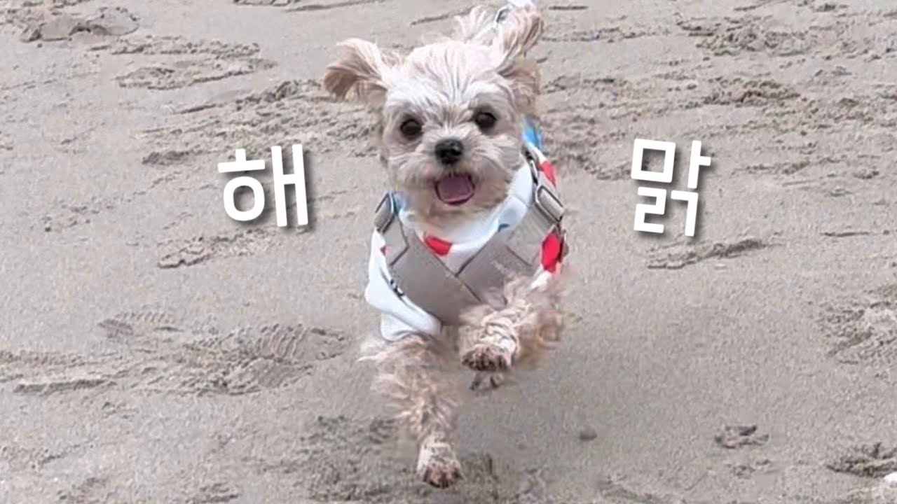 바다만 보면 뛰고 싶은 강아지의 행복한 주말 일상