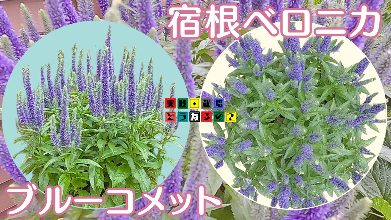 再編集【宿根ベロニカブルーコメット】矮性の花だから育てやすい・楽しむ幅が広がります、宿根草だから毎年楽しめ季節を感じさせてくれる花、ブルーの花穂初夏の訪れを感じて見ては如何でしょうか？【ガーデニング】