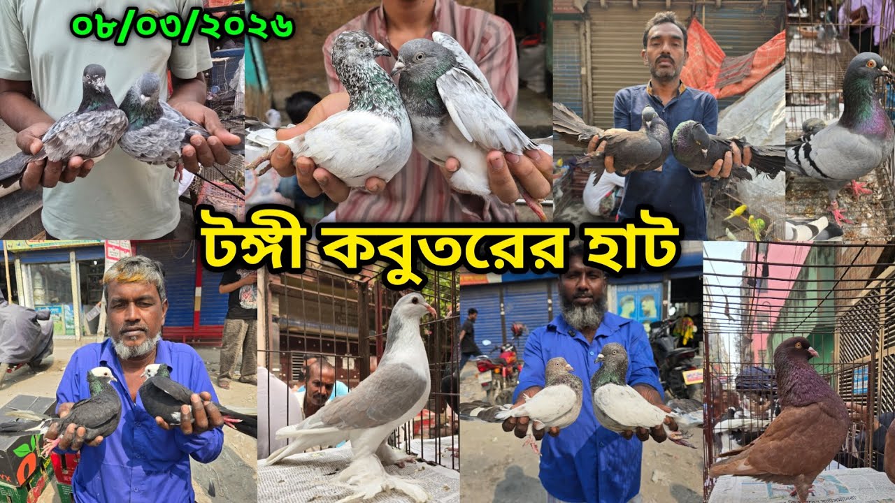 ০৮/০৩/২০২৬ টঙ্গী কবুতরের হাট | Tongi kobutor hat 2026 | Biggest Pigeon Market in Bangladesh 2026