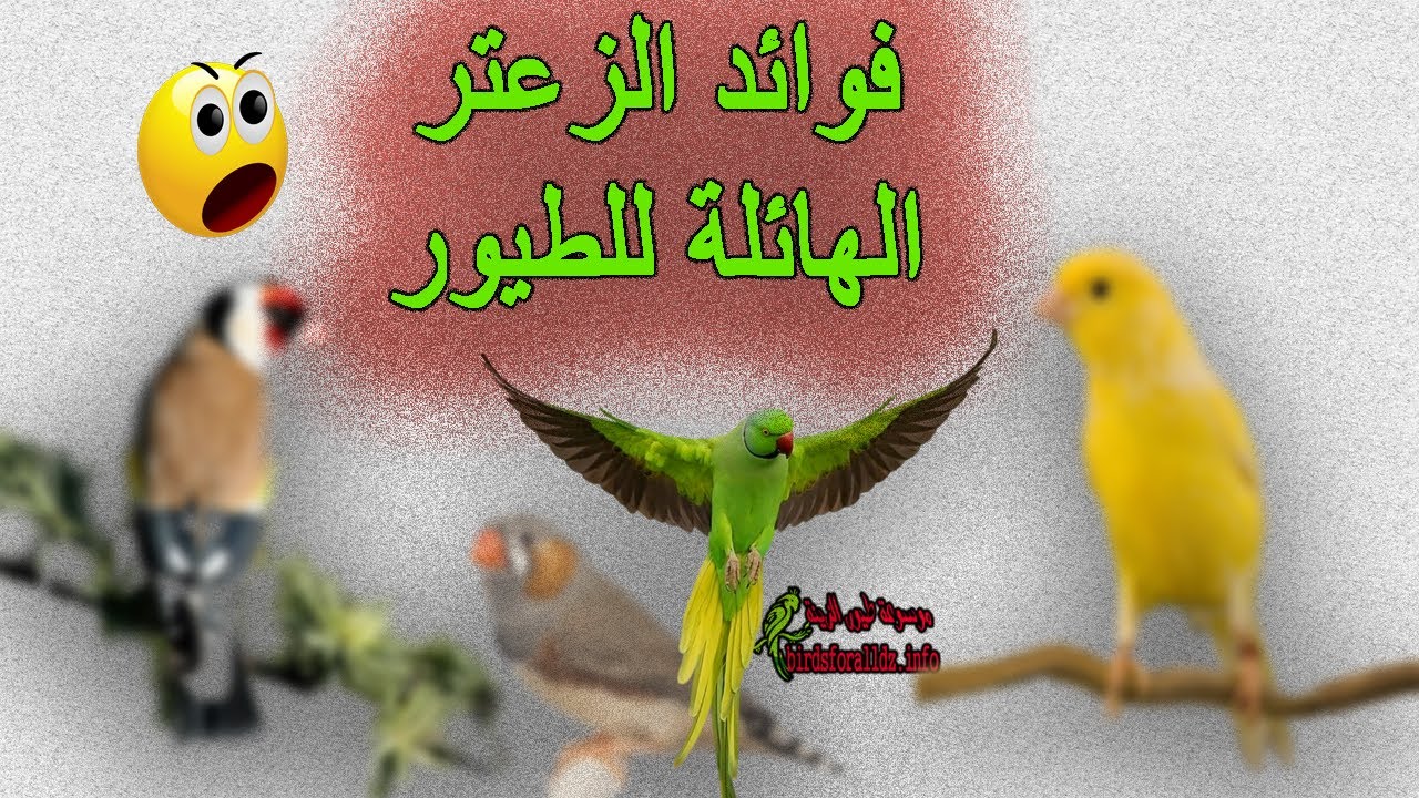 فوائد الزعتر للطيور وقوة مفعوله ستبهرك حتما |  وطريقة تحضيره بأمان