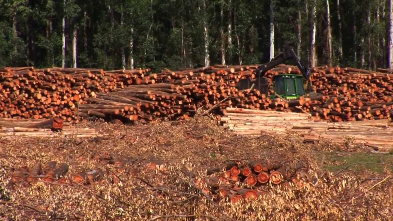 La generación de empleo en la forestación en Uruguay