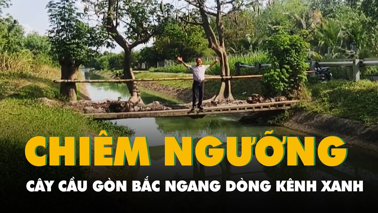 Ngắm cây cầu gòn bắc ngang dòng kênh xanh, mọc ra 2 nhánh đang bung trái trắng nuốt