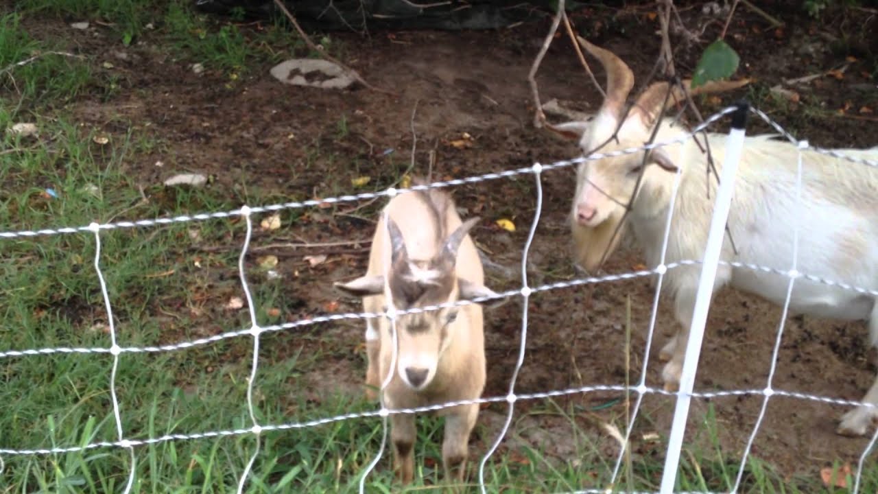 Homestead Happenings - Goats and Chickens and Burrs Oh My!