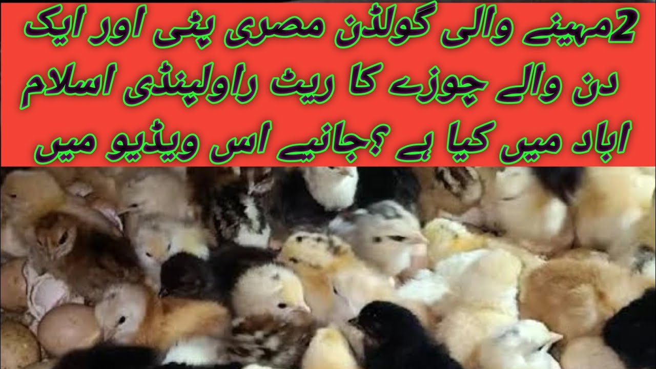 Golden Misri 2 Month Wali Pathi Ka Rate||Golden Misri Aik Din K Chuzay Ka Rate||Rawalpindi Islamabad