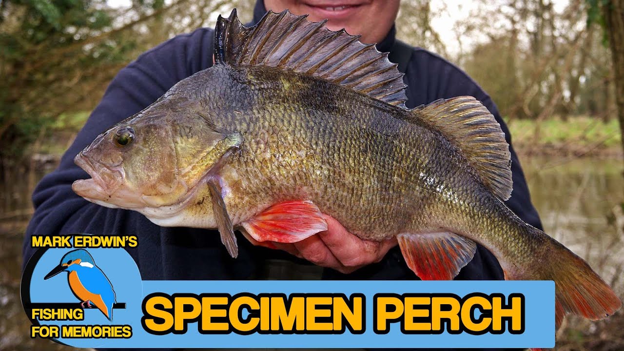 Perch fishing on a flooded river - Bumper perch capture (Video 72)