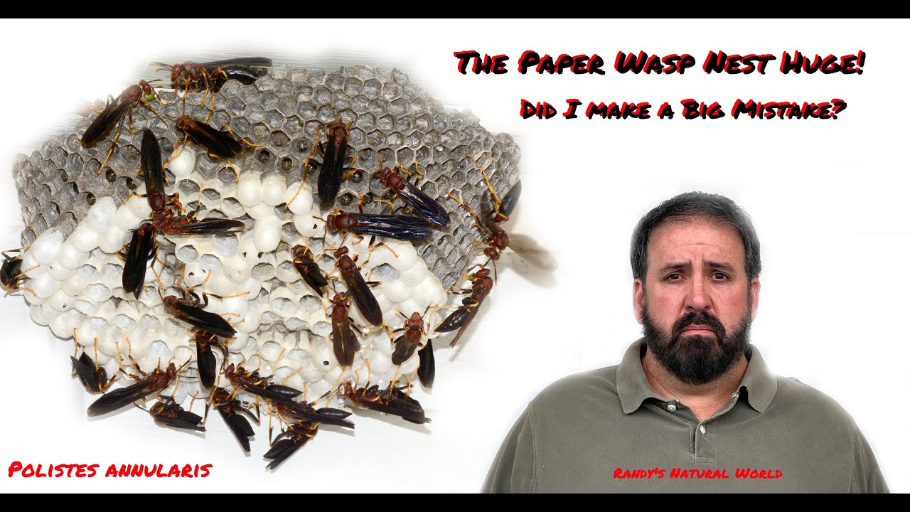 My Wasp Nest is Out of Control!