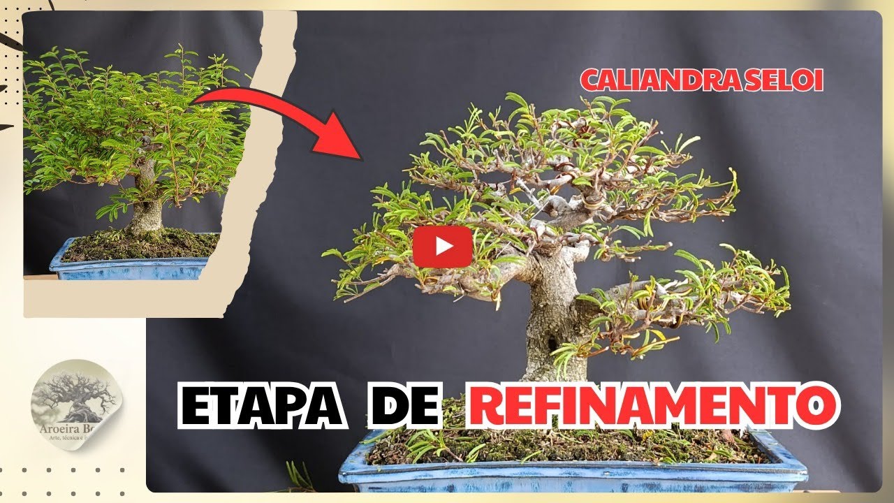 O Momento de Ouro: A Transformação que Muda Tudo no Bonsai!