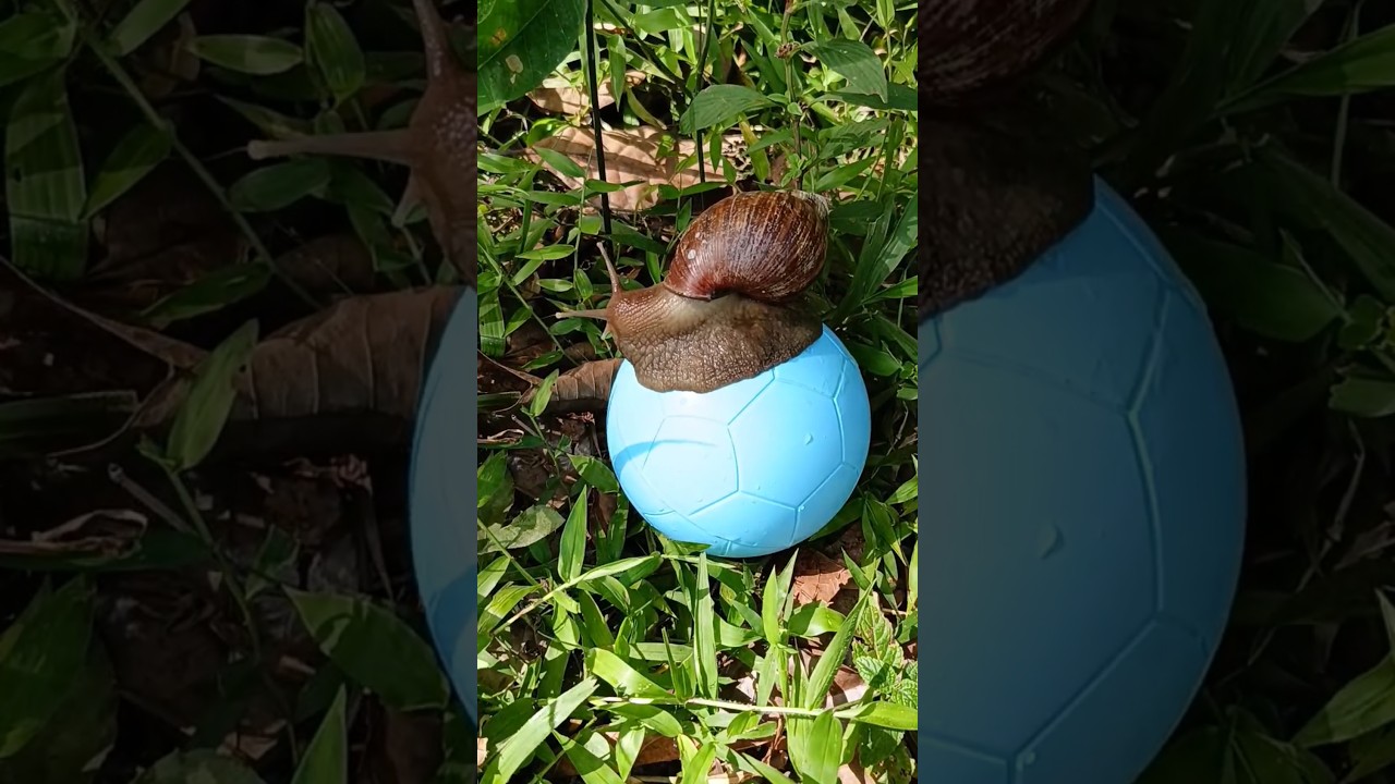 find big snails and small snails and colored eggs💖💖 #snail #shortvideo #snails #egg