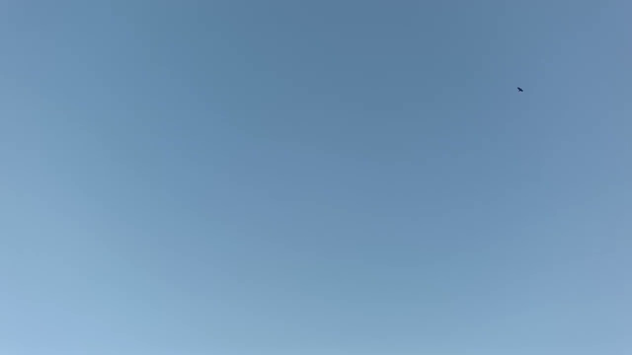 Not Aesthetic. Just Morning.-15 Minutes of Real Birdsong & Living Sounds