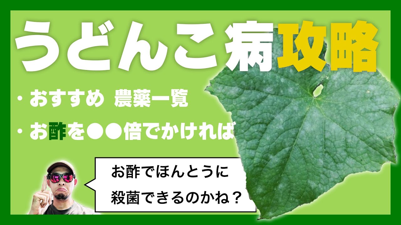 まだ間に合う？うどん粉病対策を完全解説