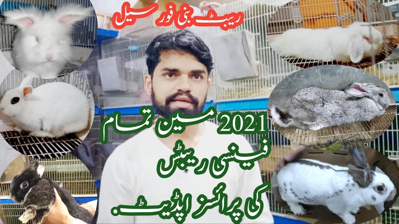 All rabbits breeds information and 2021 prices update