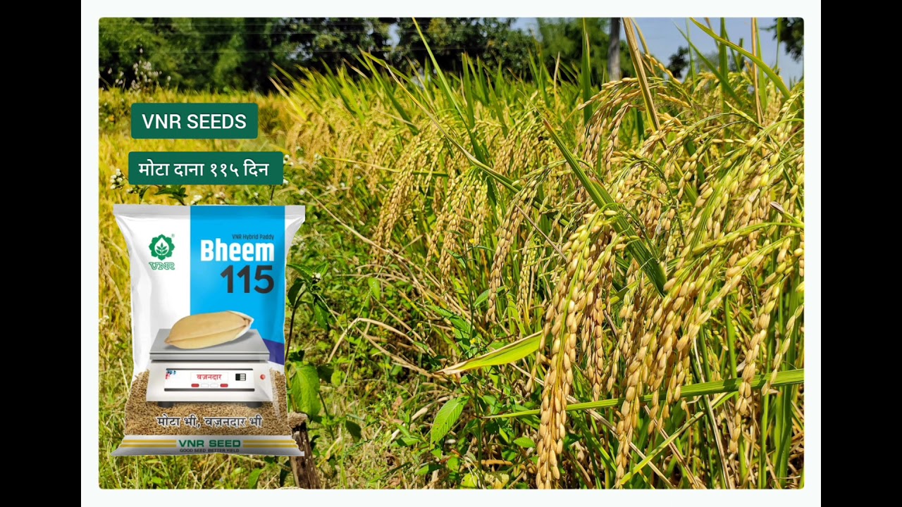 VNR SEEDS | Bheem 115 | Bold Grain | Duration 115 Days