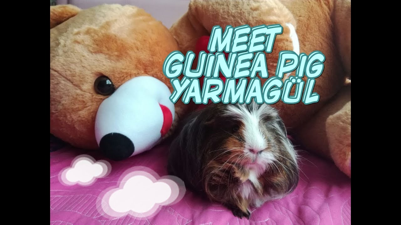 Guinea Pig Yarmagül İle Tanışın | Meet Guinea Pig Yarmagül
