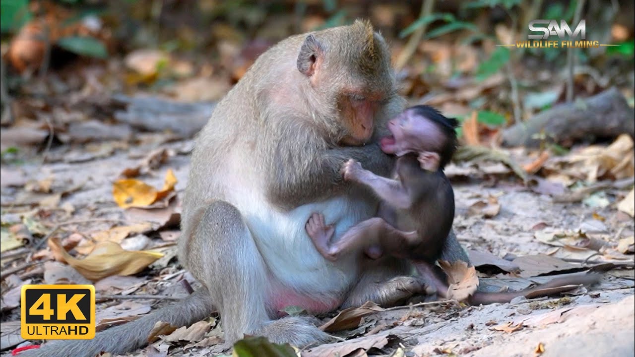 BUTTON: From Chest to World, Letting Baby Explore