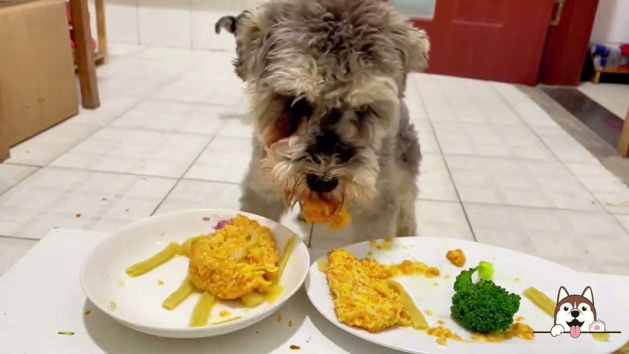 Pet Food Reviews 2024🐶 Dogify TV Dogs Series 19 🐶🍔 Funny Puppies Food Review Channel Videos