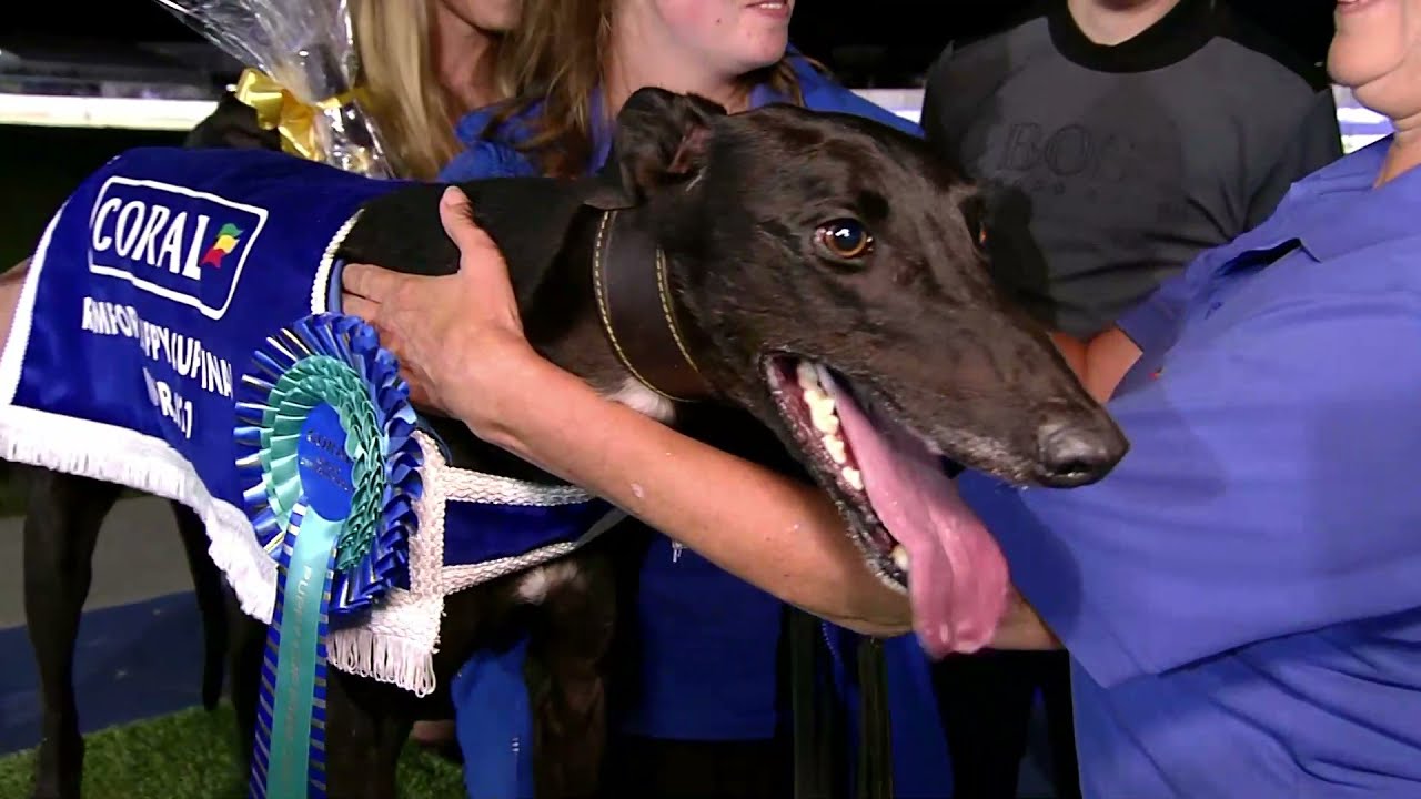 2021 ROMFORD PUPPY CUP FINAL - T2 BROOKSIDE RICHIE