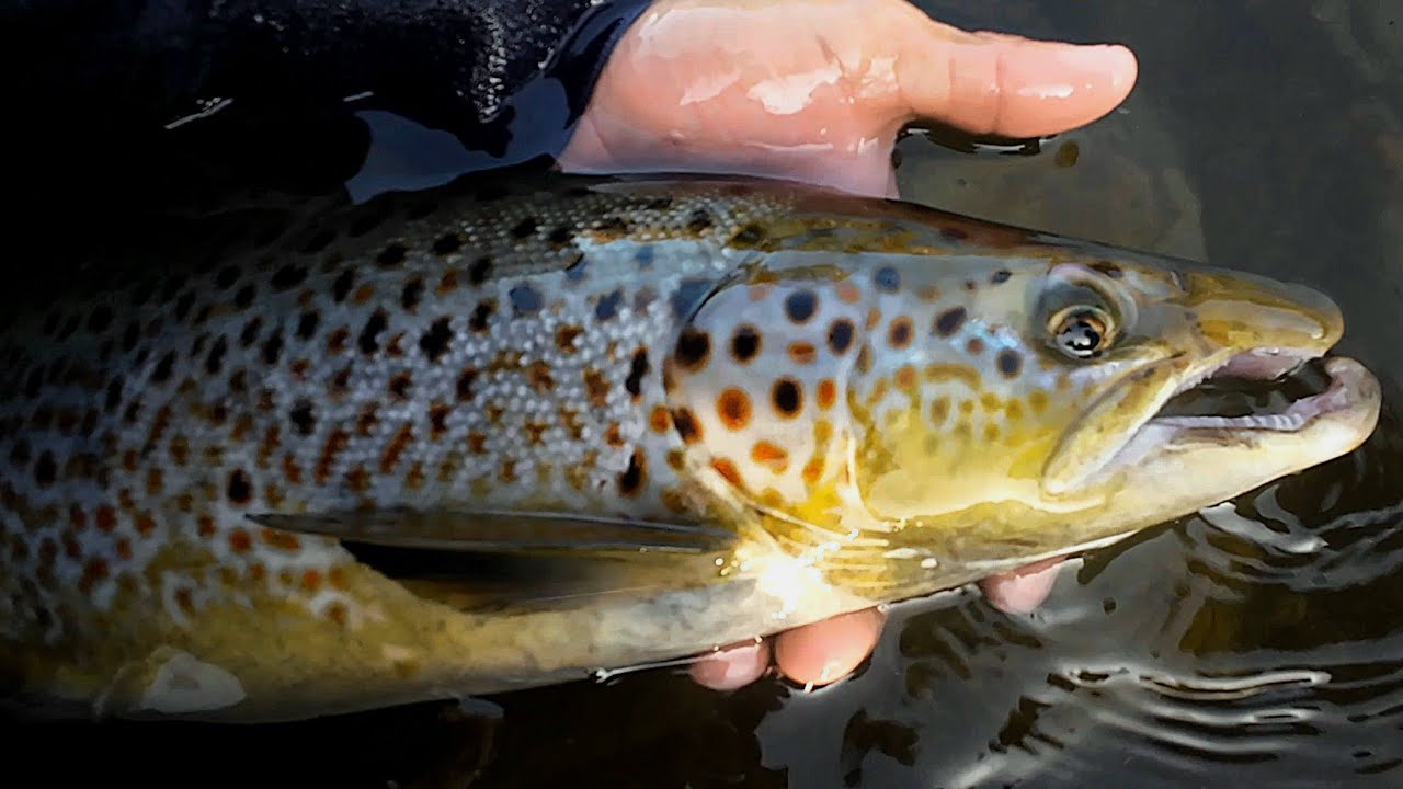 Fly Fishing for Atlantic Salmon