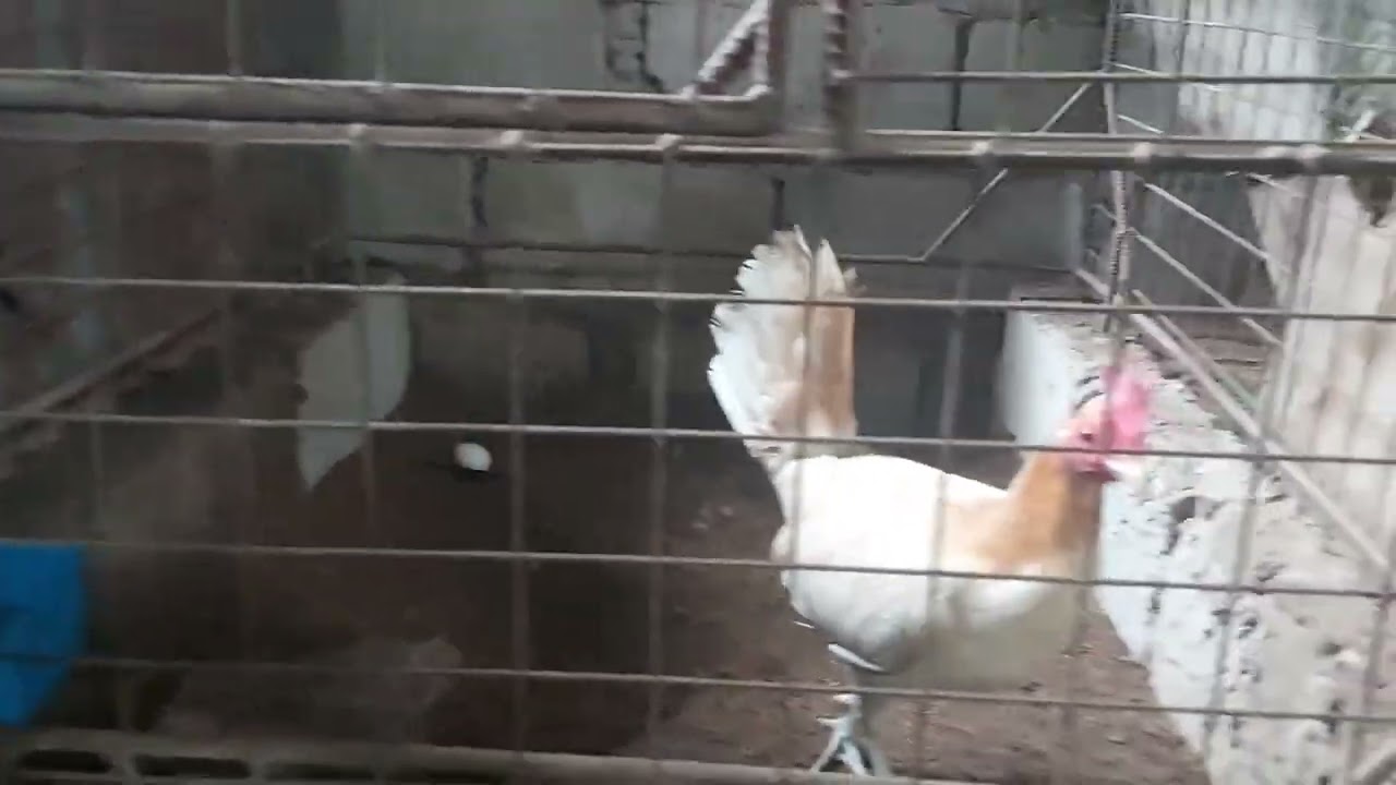 Pyle bullhen