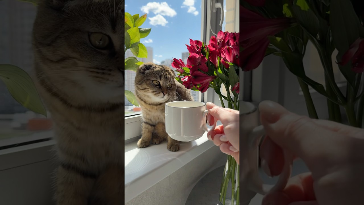 #cat