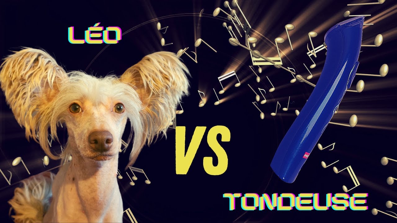 Tondre Léo le chien chinois... C'est rock'n roll!
