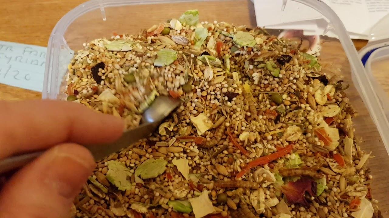 Hamster Food Review - Bunny Dream Dwarf Expert Mix