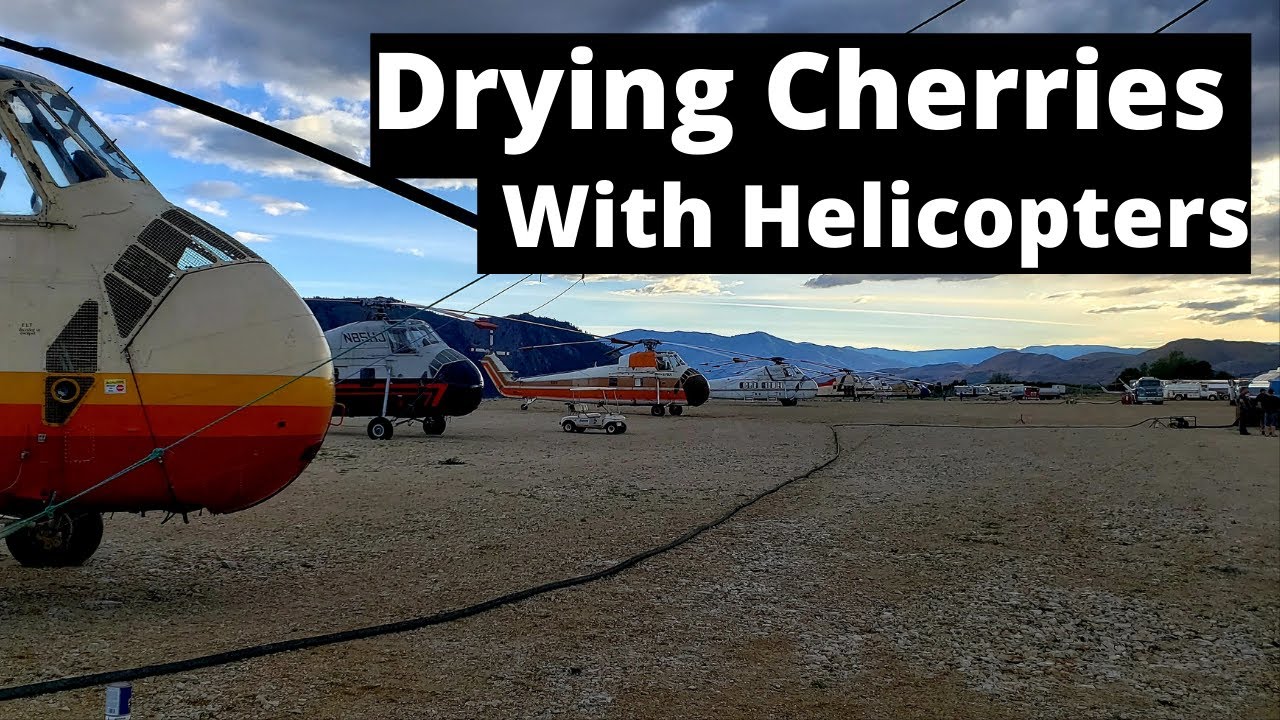 Cherry Drying With Helicopters