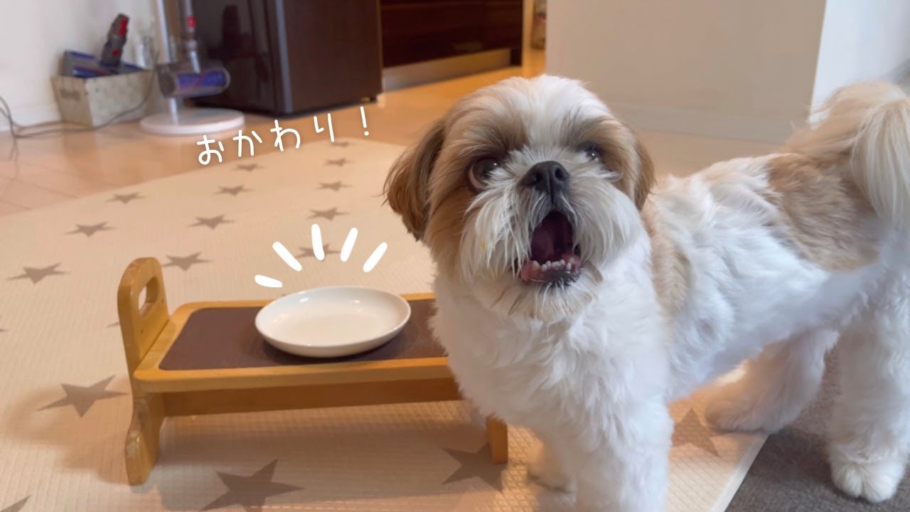 【シーズー】偏食息子が大絶賛！過去イチの食欲すぎたw w w【ココグルメ】