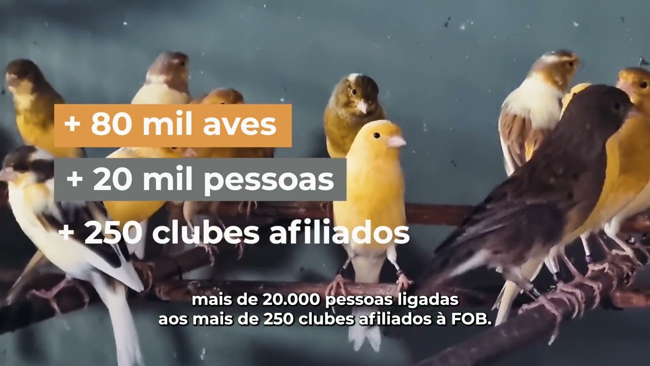 Voc&ecirc; cria can&aacute;rio, calopsita ou periquito australiano? Conhece a FOB?