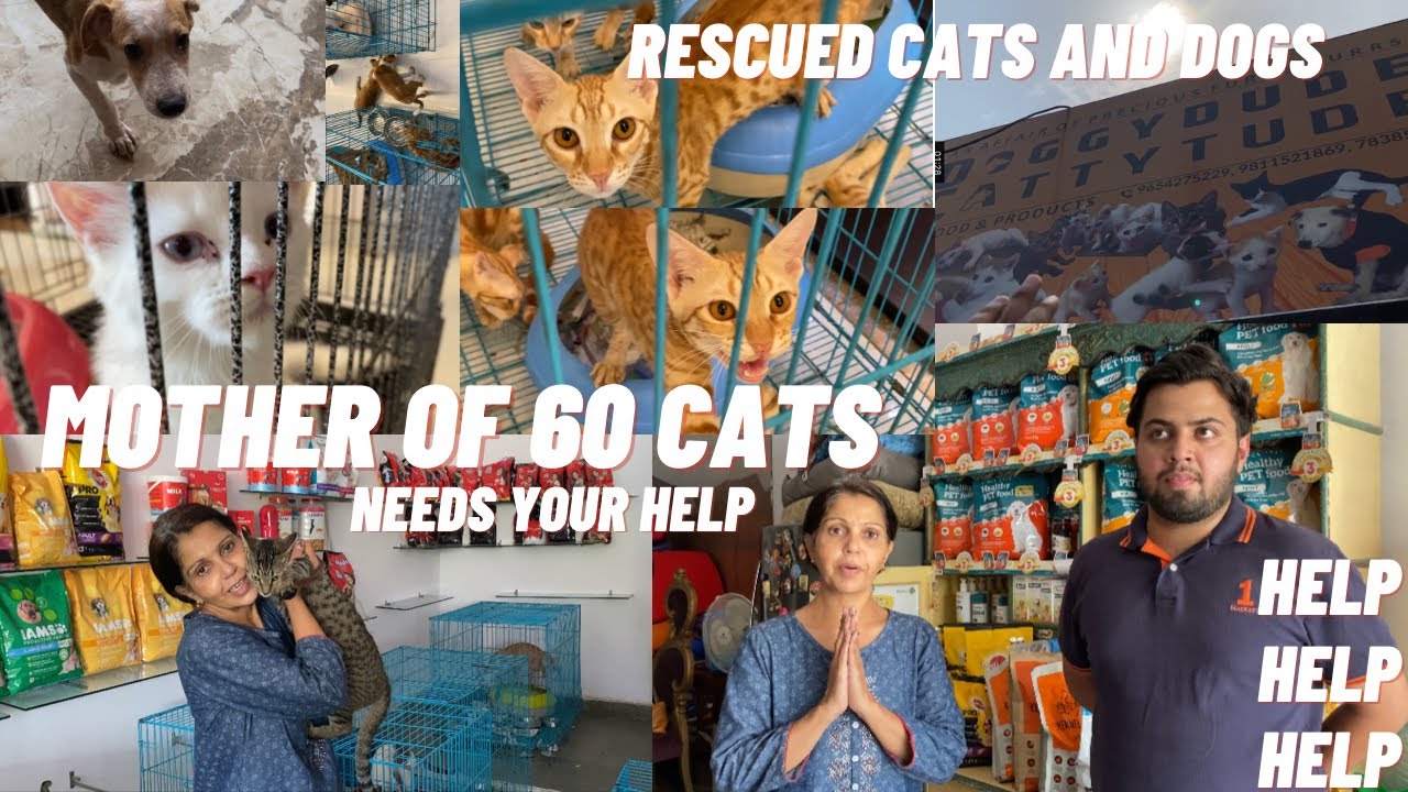 Superwoman needs your Help🥺| Mother of 60 Cats😱| Doggydude Cattytude |