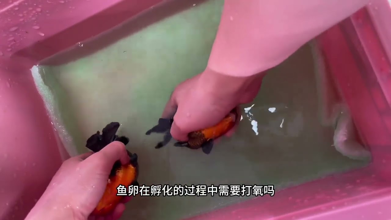 如何提高金鱼的孵化率和成活率#金鱼繁殖#玛丽苗 #新手养鱼 #泰狮