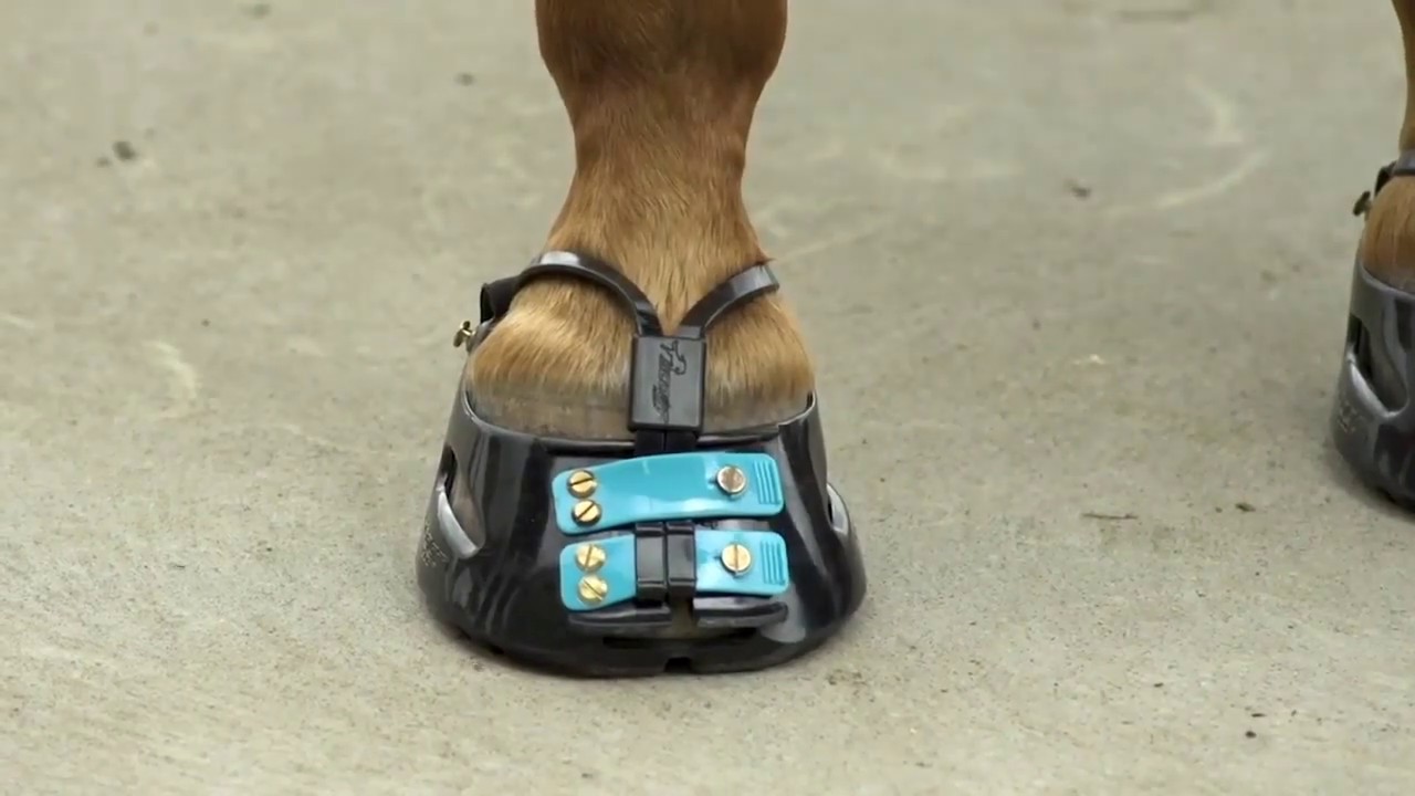 Mud strap sur hipposandale Scoot Boot