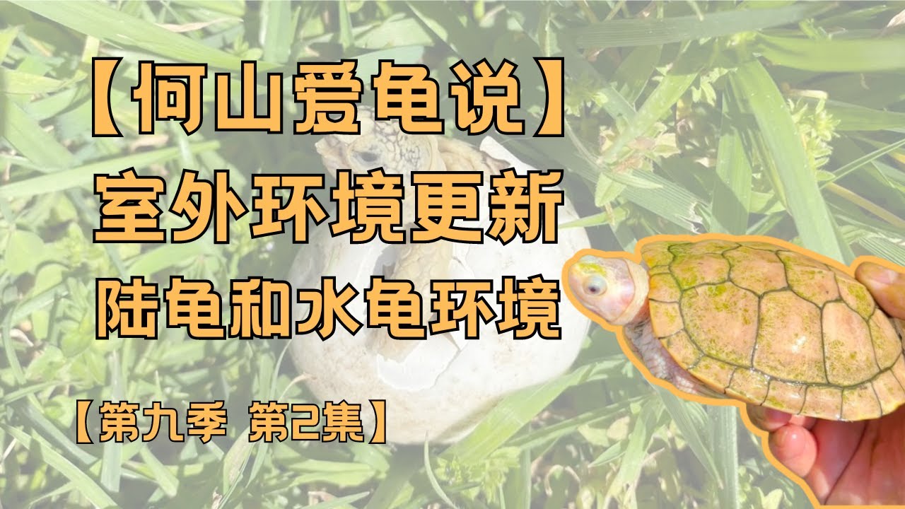 第九季 第2集：陆龟和水龟室外饲养更新｜何山爱龟说｜亚达伯拉｜红腿｜苏卡达｜豹纹陆龟｜陆龟蛋孵化｜养龟生活｜变异｜白化｜焦糖巴西龟｜辐射陆龟｜印度星龟｜缅甸星龟｜