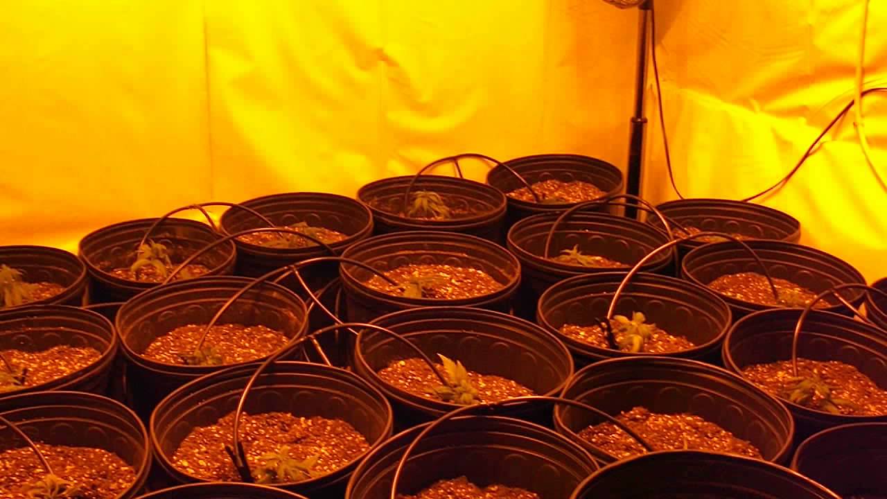 WaterMelon Kush Indoor Medical Grow