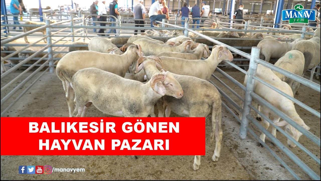 Balıkesir Gönen Hayvan Pazarı