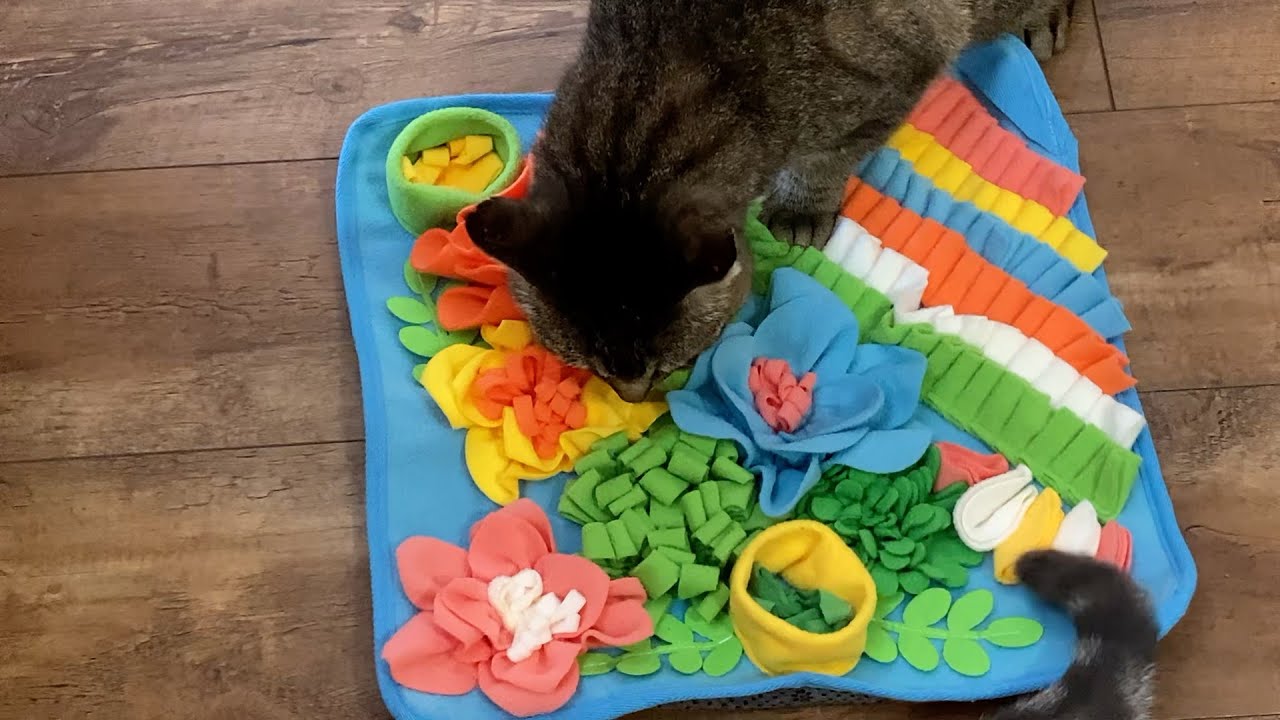 Cats Sniffing for Food - Cats using Snuffle mats