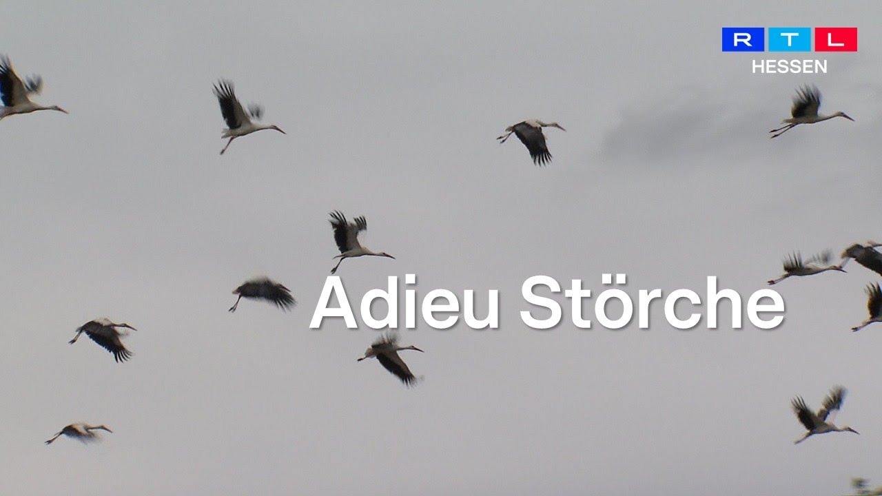 Die Vögel ziehen in den Süden - wieso ist Hessen DAS Drehkreuz?