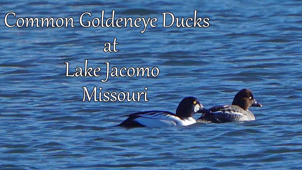 Common Goldeneye Ducks at Lake Jacomo, Missouri