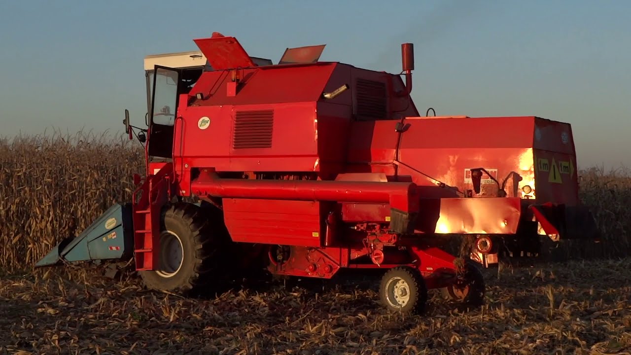 Bizonem w kukurydze   Bizon Rekord Z058